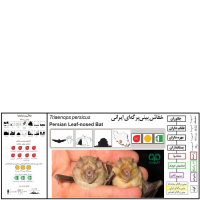 گونه خفاش بینی برگه ای ایرانی Persian Trident Bat